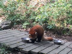 景点-成都大熊猫繁育研究基地