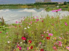 -三垟湿地