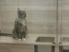 -飞行喵MR PILOT|猫舍·猫咖(静安大融城店)