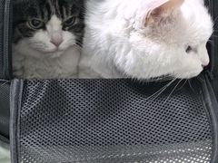-北京观赏动物医院·24小时大型综合·猫专科·异宠专科