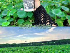 -荷塘月色湿地公园·向阳花洲