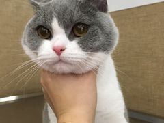 -瑞派长江宠物医院·猫科·外科·24小时夜护(谊城公寓分院)