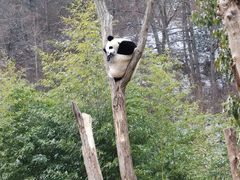 -卧龙中华大熊猫苑神树坪基地