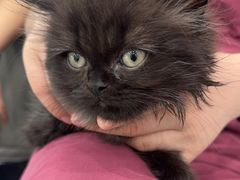 -安安宠医宠物医院·异宠·犬猫内科(岳阳分院)