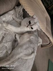 -HEYAN荷妍专业脱毛连锁机构