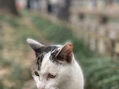 -西园寺