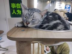 -共舞时光猫咖·狗咖(新街口店)