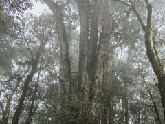 -云南屏边大围山国家公园