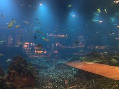 -海棠湾洲际-涛·海底餐厅·美人鱼·自助餐·海底隧道