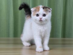 -Bastet sally猫舍购宠(静安店)