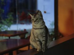 -猫岛主趣味餐厅(鼓浪屿店)