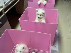 -翊宠yipet猫狗购宠庄园犬舍•猫舍
