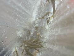 -广州白江湖森林公园