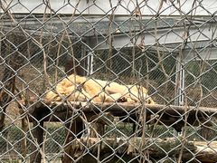 -合肥野生动物园