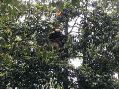 -中国大熊猫保护研究中心雅安碧峰峡基地