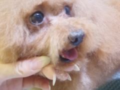 -FAELING PETS美天灵宠物(富力广场店)