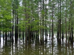 -白鹭湾湿地公园
