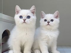 -lincat·猫舍(广州店)