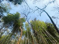 -上海佘山国家森林公园西佘山园