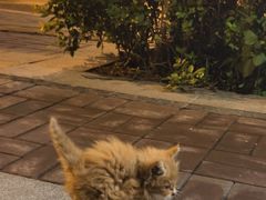 -北京观赏动物医院·24小时大型综合·猫专科·异宠专科