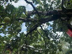 -凤凰山斑鱼馆(恭城店)