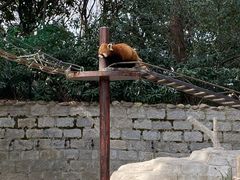 -上海野生动物园