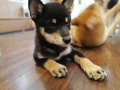 -柯斗斗主题餐厅·狗咖·围炉煮茶·茶饮(国瑞升平里店)