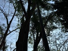 -中国科学院西双版纳热带植物园