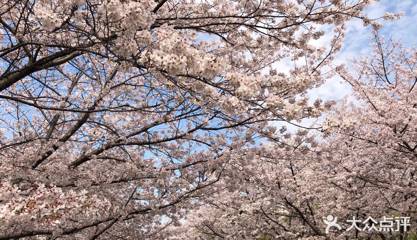 同济🌸