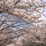 同济🌸