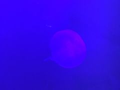 -暹罗海洋世界