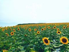 -光明小镇欢乐田园