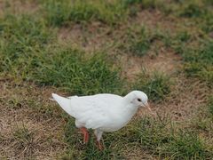 -星巴克(宝山万达店)