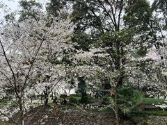 -武汉大学-樱园