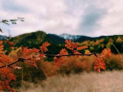 -林芝工布庄园希尔顿酒店-猎味中餐厅