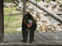 -石家庄市动物园