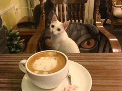 -猫色咖啡·猫咖