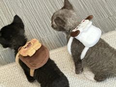 -山宅一喵德文卷毛猫舍