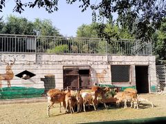 -青藏高原野生动物园