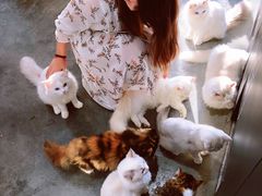 -瞄一喵猫咖(格力海岸店)