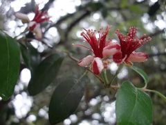 -墨尔本皇家植物园