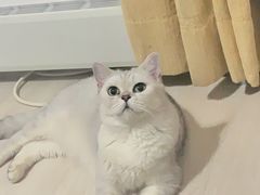 -喵zoo家庭繁育猫舍(尖东智能花园店)