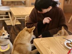 豆柴町撸狗入场券-豆柴町-柴犬主题狗咖(红鼎国际C座店)