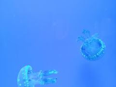 -福州罗源湾海洋世界旅游区