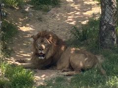 -西霞口神雕山野生动物世界