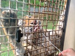 -贵州森林野生动物园