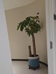 -柯莲娜医学美容