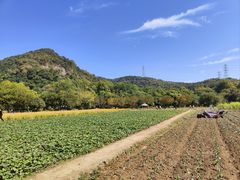 -八卦田遗址公园