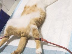 -灵美宠物诊所