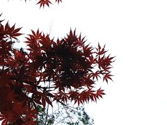 -鼓岭旅游度假区